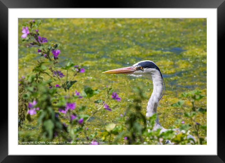 Heron in St. Jamess Park in London Framed Mounted Print by Chris Dorney