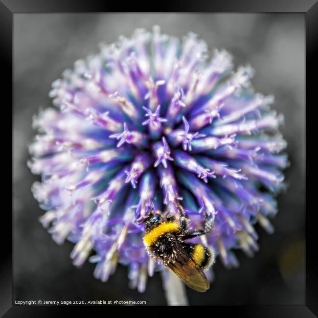 The Majestic Dance of a Bee Framed Print by Jeremy Sage