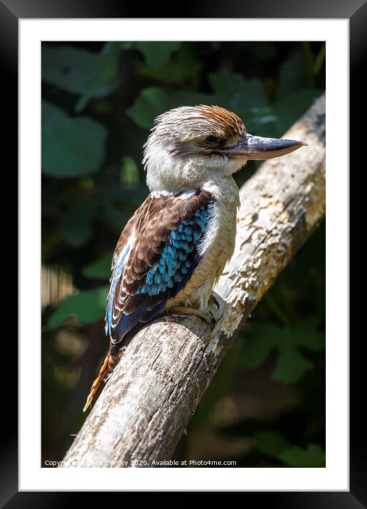 Kookaburra Bird Framed Mounted Print by Chris Dorney