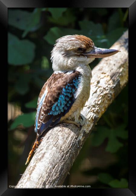 Kookaburra Bird Framed Print by Chris Dorney