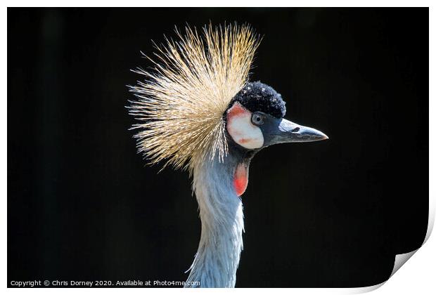 Grey Crowned Crane Print by Chris Dorney