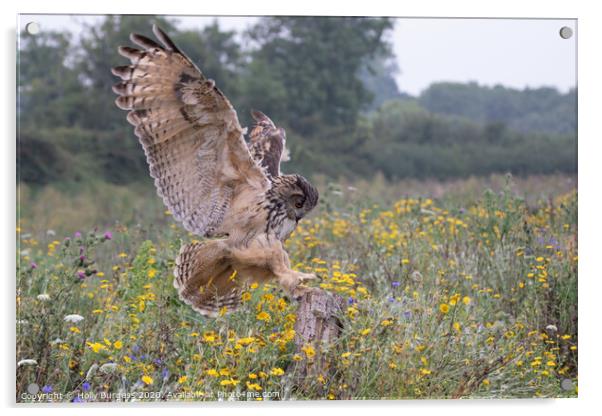 Intense Gaze of the Eurasian Eagle-Owl Acrylic by Holly Burgess