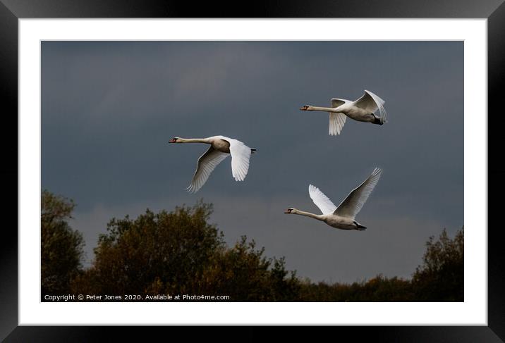 Three mute swans in flight. Framed Mounted Print by Peter Jones