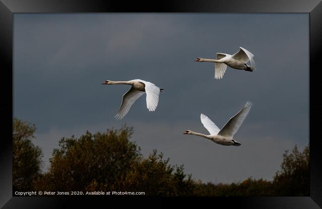 Three mute swans in flight. Framed Print by Peter Jones