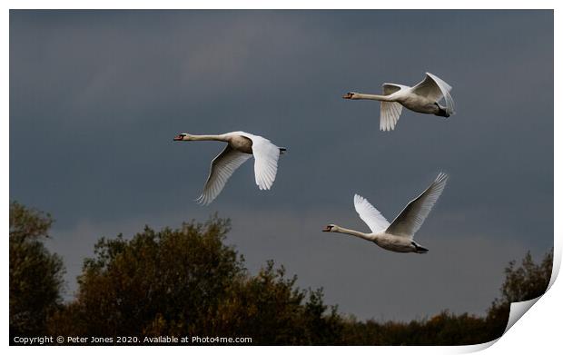 Three mute swans in flight. Print by Peter Jones