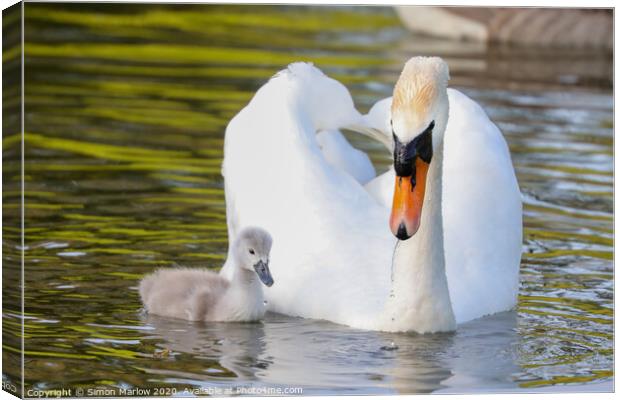 Beautiful Swan with a Cygnet Canvas Print by Simon Marlow