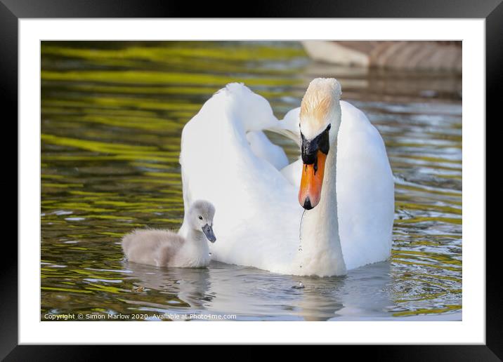 Beautiful Swan with a Cygnet Framed Mounted Print by Simon Marlow