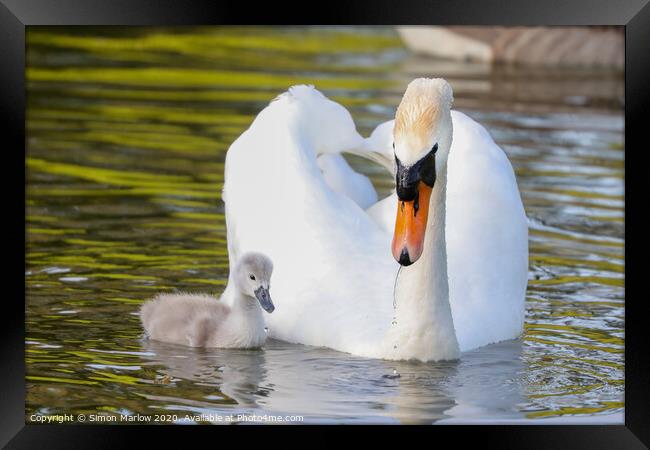 Beautiful Swan with a Cygnet Framed Print by Simon Marlow