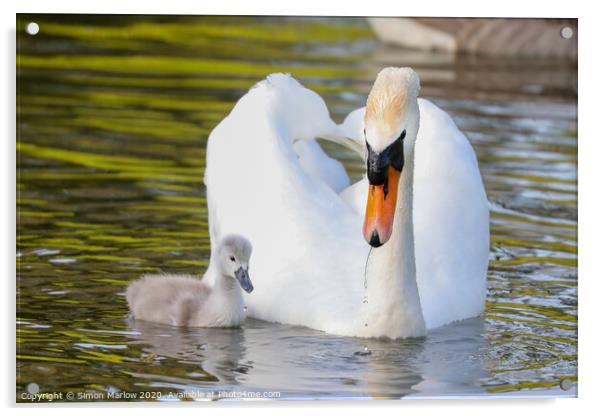 Beautiful Swan with a Cygnet Acrylic by Simon Marlow