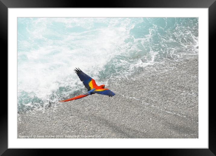 Scarlet Macaw in Costa Rica Framed Mounted Print by David Mather
