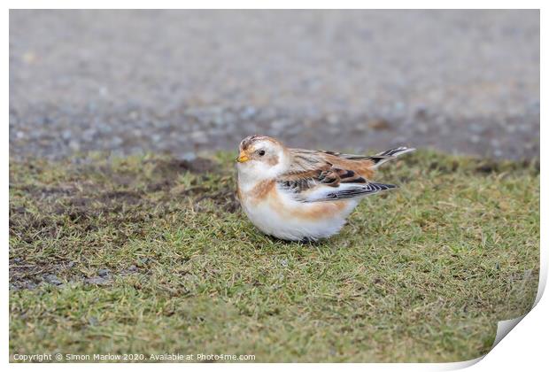 Snow Bunting on Clee Hill, Shropshire Print by Simon Marlow