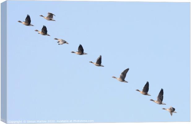Pink Footed Geese arriving on migration Canvas Print by Simon Marlow