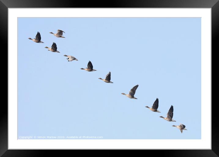 Pink Footed Geese arriving on migration Framed Mounted Print by Simon Marlow