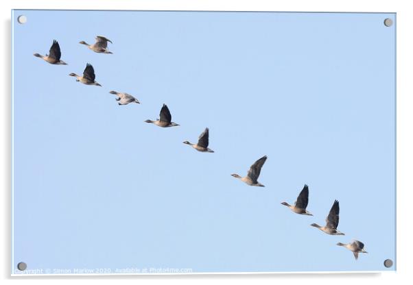 Pink Footed Geese arriving on migration Acrylic by Simon Marlow