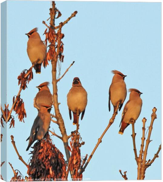 Last light on the Waxwings Canvas Print by David Mather