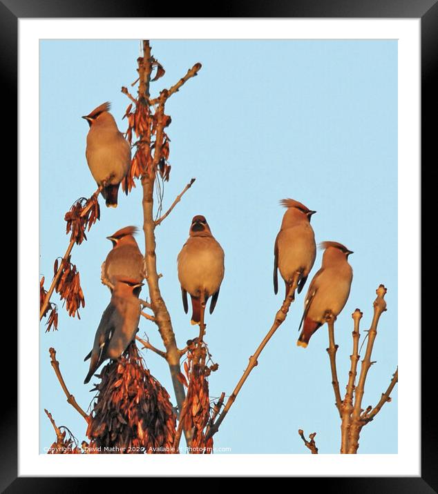 Last light on the Waxwings Framed Mounted Print by David Mather