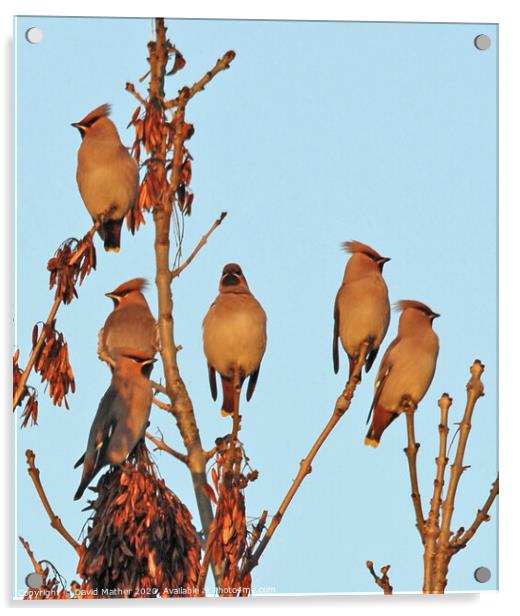Last light on the Waxwings Acrylic by David Mather