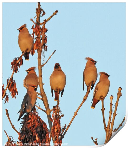 Last light on the Waxwings Print by David Mather