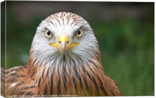A close up of a Red Kite Canvas Print by Richard Ashbee