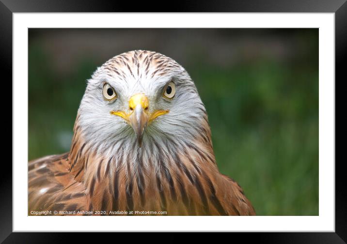 A close up of a Red Kite Framed Mounted Print by Richard Ashbee