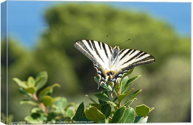 Scarce Swallowtail butterfly Canvas Print by David Mather