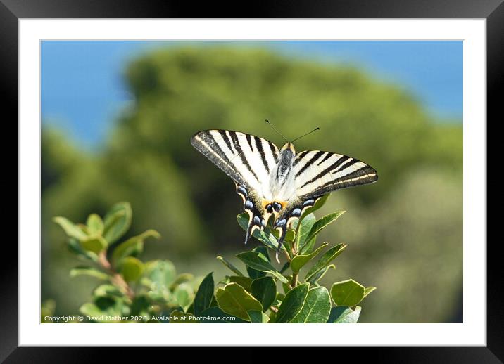 Scarce Swallowtail butterfly Framed Mounted Print by David Mather