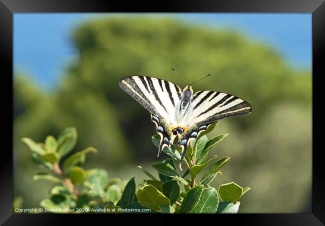 Scarce Swallowtail butterfly Framed Print by David Mather