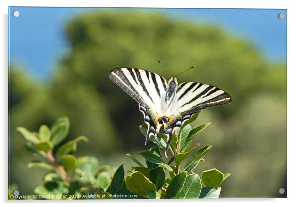 Scarce Swallowtail butterfly Acrylic by David Mather