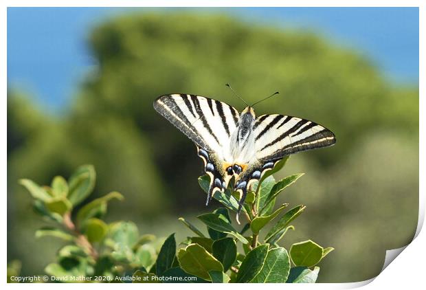 Scarce Swallowtail butterfly Print by David Mather