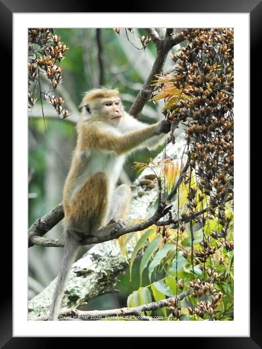 A Toque Macaque helps itself to the plentiful supply of food in Sri Lanka Framed Mounted Print by David Mather