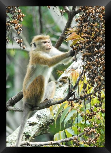 A Toque Macaque helps itself to the plentiful supply of food in Sri Lanka Framed Print by David Mather