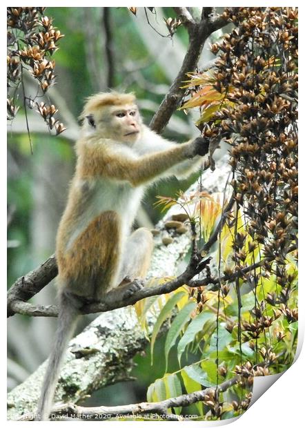 A Toque Macaque helps itself to the plentiful supply of food in Sri Lanka Print by David Mather