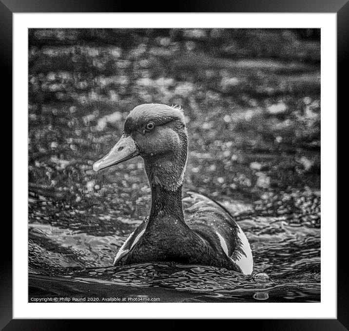 Black and White Duck on Water Framed Mounted Print by Philip Pound