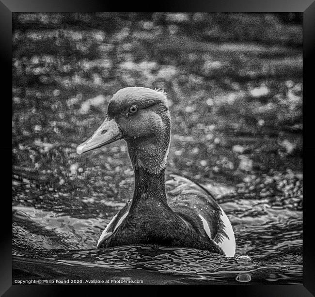 Black and White Duck on Water Framed Print by Philip Pound