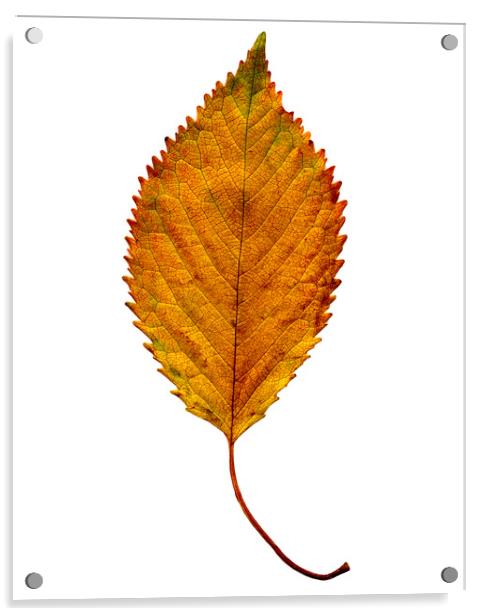 Elm Leaf with Autumnal Colours Acrylic by Chris Dorney