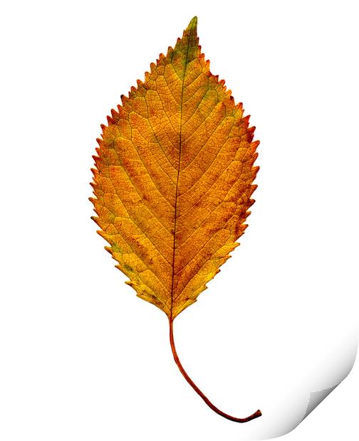 Elm Leaf with Autumnal Colours Print by Chris Dorney