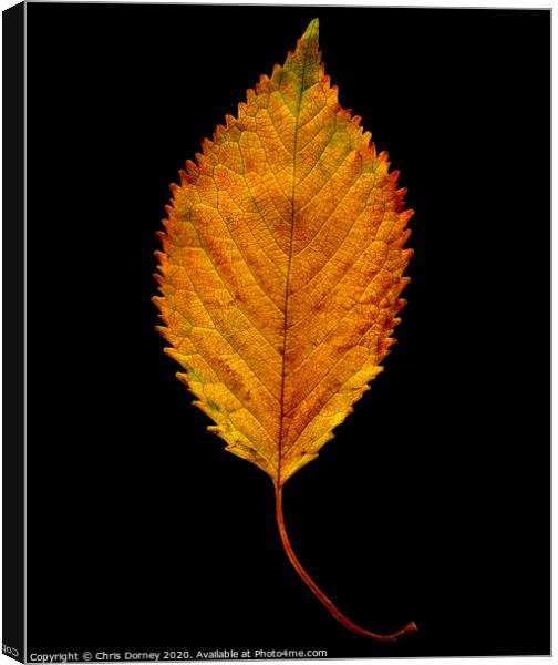 Autumnal Elm Leaf  Canvas Print by Chris Dorney