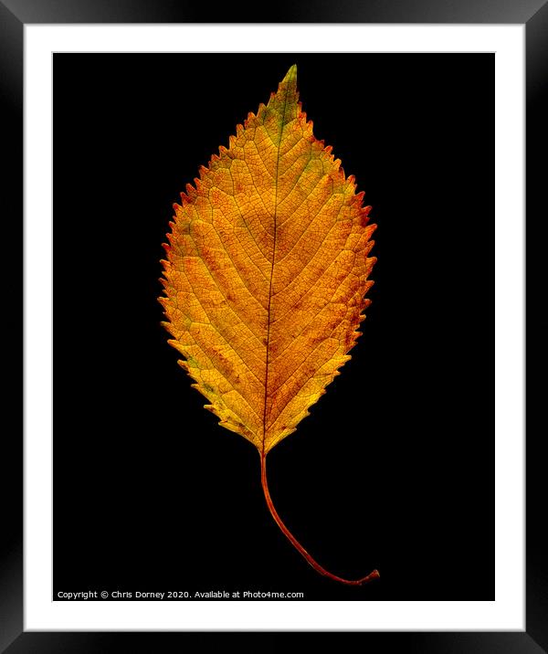 Autumnal Elm Leaf  Framed Mounted Print by Chris Dorney