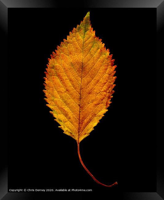 Autumnal Elm Leaf  Framed Print by Chris Dorney