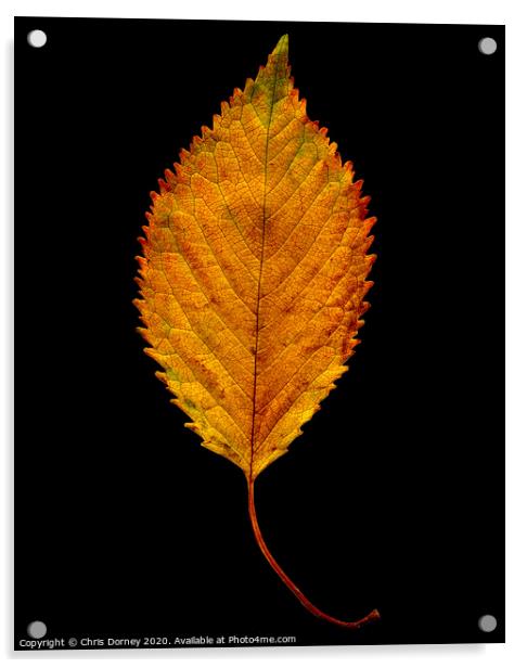 Autumnal Elm Leaf  Acrylic by Chris Dorney