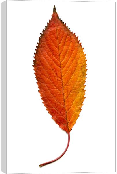 Elm Leaf with Autumnal Colours Canvas Print by Chris Dorney