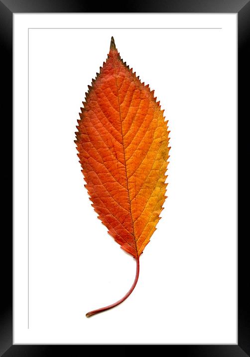 Elm Leaf with Autumnal Colours Framed Mounted Print by Chris Dorney