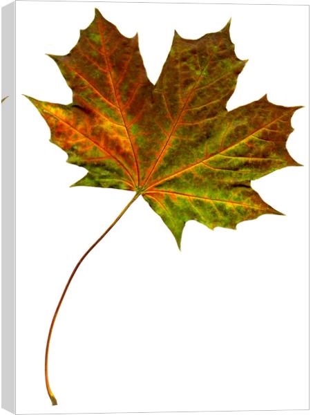 Autumn Maple Leaf Canvas Print by Chris Dorney