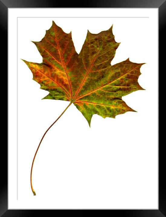 Autumn Maple Leaf Framed Mounted Print by Chris Dorney