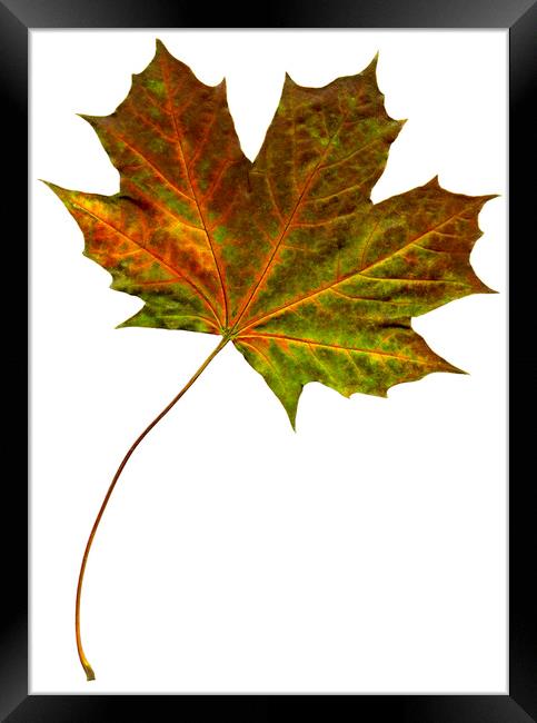Autumn Maple Leaf Framed Print by Chris Dorney