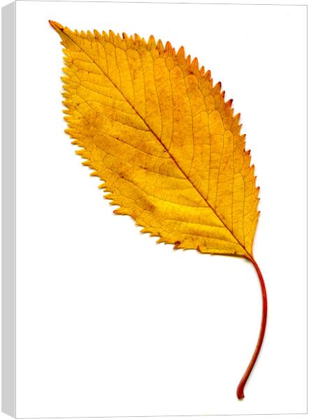 Elm Leaf with Autumnal Colours Canvas Print by Chris Dorney
