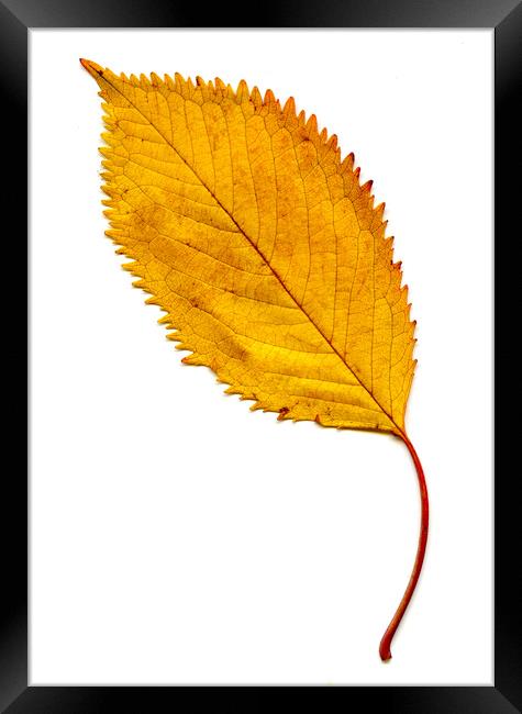 Elm Leaf with Autumnal Colours Framed Print by Chris Dorney