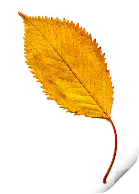 Elm Leaf with Autumnal Colours Print by Chris Dorney