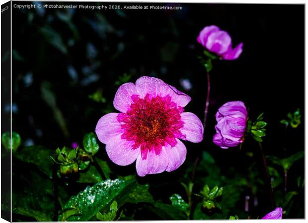 Blue Bayou Dahlia in the Rain Canvas Print by Elizabeth Debenham