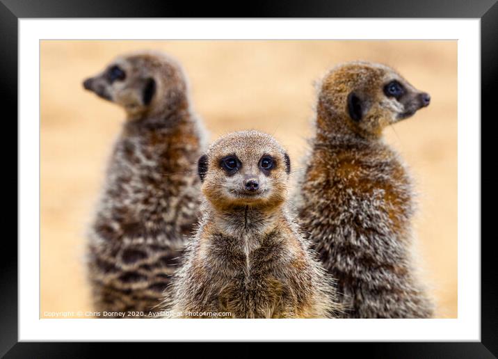 Meerkats on Patrol Framed Mounted Print by Chris Dorney